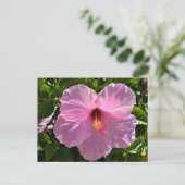 Rosa Hibiskus Blume Postkarte (Stehend Vorderseite)