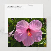 Rosa Hibiskus Blume Postkarte (Vorne/Hinten)
