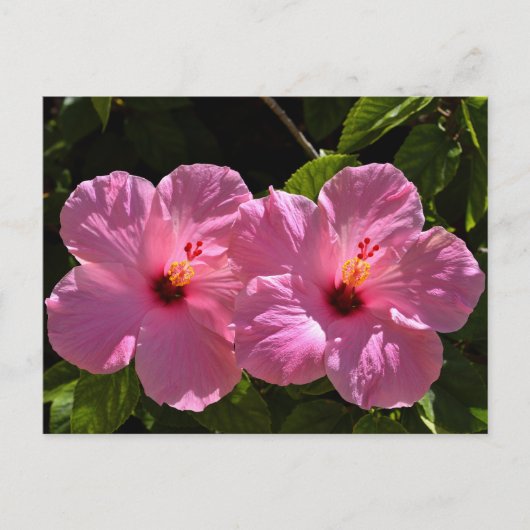 Rosa Hibiskus Blume Postkarte (Vorderseite)