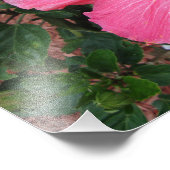 Rosa Hibiskus Blumenstrauß Blume Natur Foto Print (Ecke)