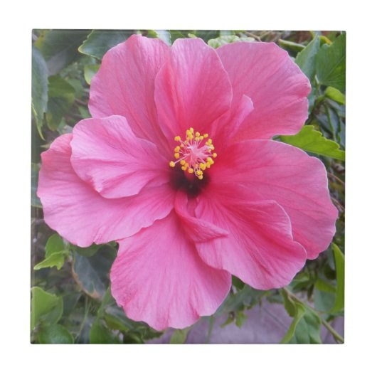 Rosa Hibiskus Fliese (Vorderseite)
