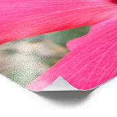 Rosa Hibiskus Foto drucken (Ecke)
