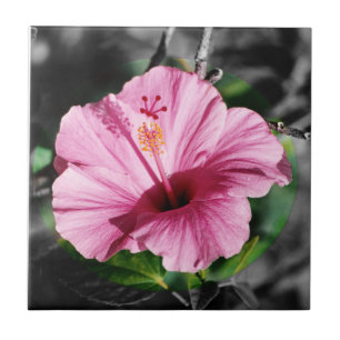 Rosa Hibiskus Foto Fliese