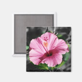 Rosa Hibiskus Foto Magnet (Vorderseite/Rückseite)