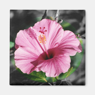 Rosa Hibiskus Foto Magnet