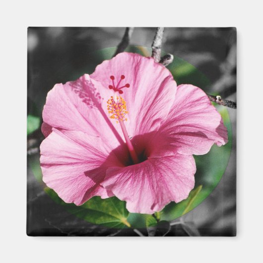 Rosa Hibiskus Foto Magnet (Vorne)