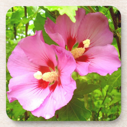 Rosa Hibiskus Hard Plastic Untersetzer (Vorderseite)