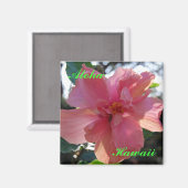 Rosa Hibiskus in Hawaii Magnet (Vorderseite/Rückseite)