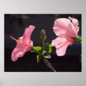 Rosa Hibiskus in Schwarz Poster (Vorne)