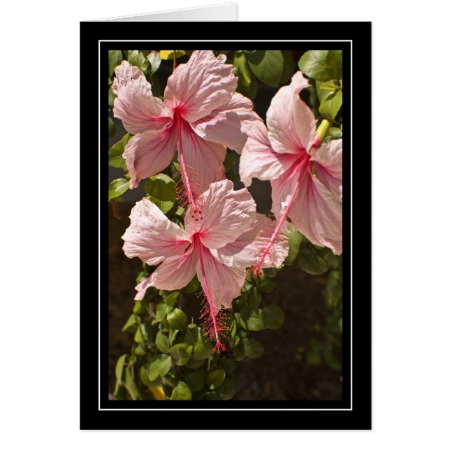 Rosa Hibiskus-leere Karte (Vorne)