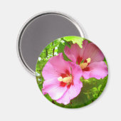 Rosa Hibiskus Magnet (Vorderseite/Rückseite)