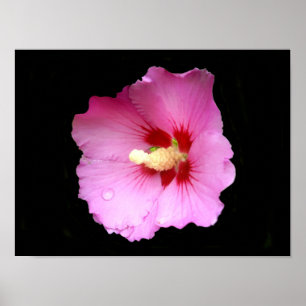 Rosa Hibiskus Poster