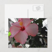 Rosa Hibiskus Postkarte (Vorne/Hinten)