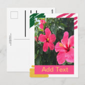 Rosa Hibiskus Postkarte (Vorne/Hinten)