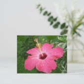Rosa Hibiskus-Postkarte Postkarte (Stehend Vorderseite)