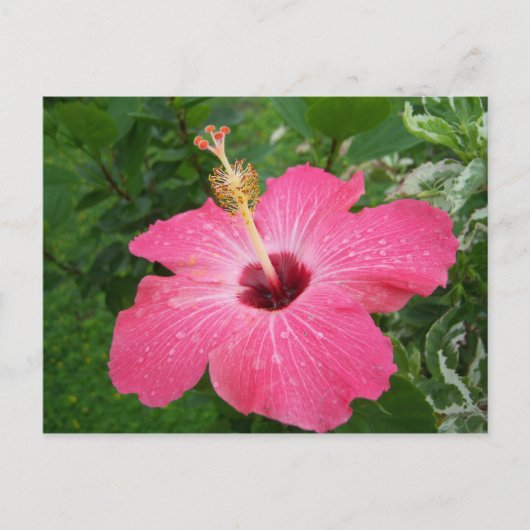 Rosa Hibiskus-Postkarte Postkarte (Vorderseite)