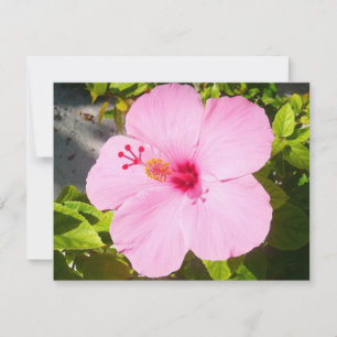 Rosa Hibiskus Tropische Blume