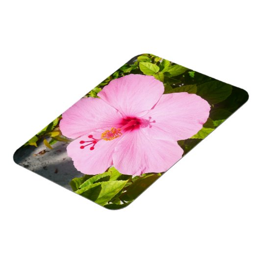 Rosa Hibiskus Tropische Blume Magnet (Linke Seite)