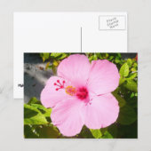 Rosa Hibiskus Tropische Blume Postkarte (Vorne/Hinten)