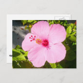 Rosa Hibiskus Tropische Blume Postkarte (Vorne/Hinten)
