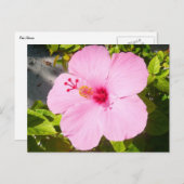 Rosa Hibiskus Tropische Blume Postkarte (Vorne/Hinten)