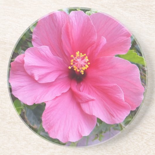 Rosa Hibiskus Untersetzer (Vorne)