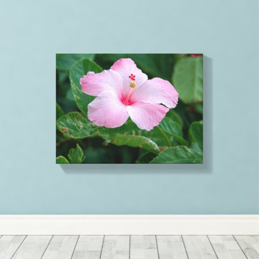 Rosa Hibiskusblüte Leinwanddruck (Insitu (Holzboden))