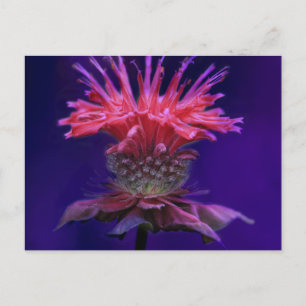 Rosa Himbeer-Wein-Monarda-Blüte auf Lila Postkarte