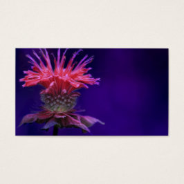 Rosa Himbeere Weinbäume Blume auf Lila