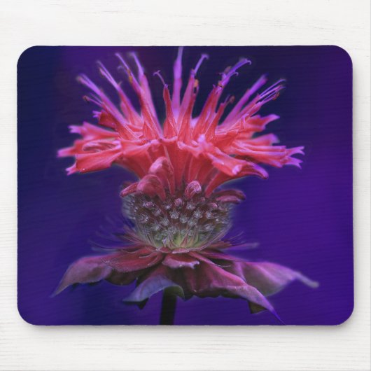 Rosa Himbeere Weinbäume Blume auf Lila Mousepad (Vorne)