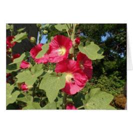 Rosa Hollyhock