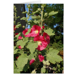 Rosa Hollyhock