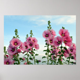 Rosa Hollyhock-Blume Poster