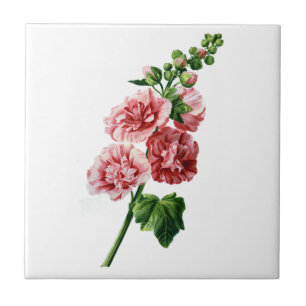 Rosa Hollyhock gezeichnet von der Natur Fliese