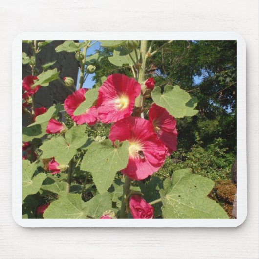 Rosa Hollyhock Mousepad (Vorne)