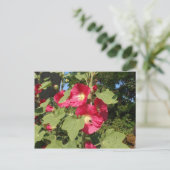 Rosa Hollyhocks Postkarte (Stehend Vorderseite)