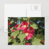Rosa Hollyhocks Postkarte (Vorne/Hinten)