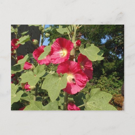 Rosa Hollyhocks Postkarte (Vorderseite)