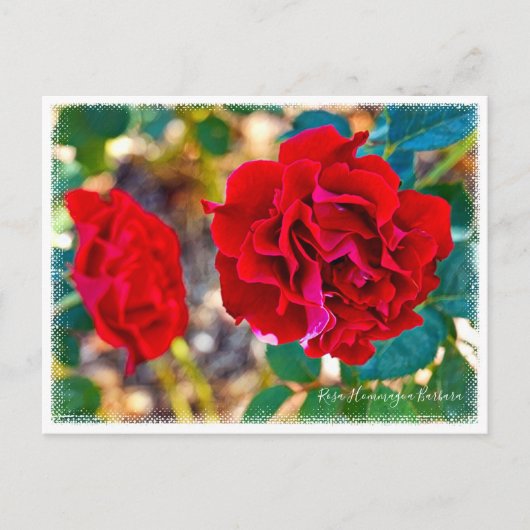 Rosa Hommage a Barbara Postkarte (Vorderseite)