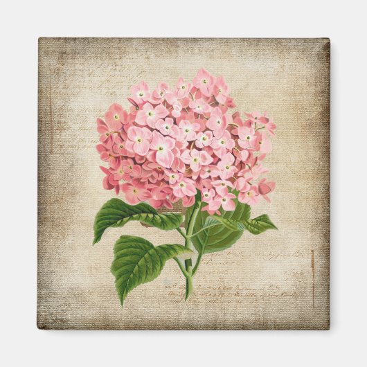 Rosa Hortensie Magnet (Vorne)