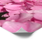Rosa Hortensie Poster (Ecke)