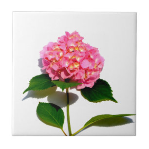Rosa Hortensie rosa Blüten rosa Blume Fliese