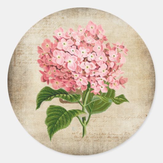 Rosa Hortensie Runder Aufkleber (Vorderseite)