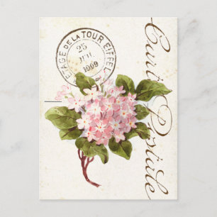 Rosa Hortensien Carte Postale Blumen Vintage Franz Postkarte