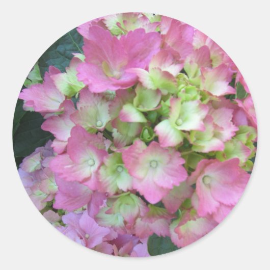 Rosa Hortensien Runder Aufkleber (Vorderseite)