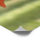 rosa hübsch poster (Ecke)