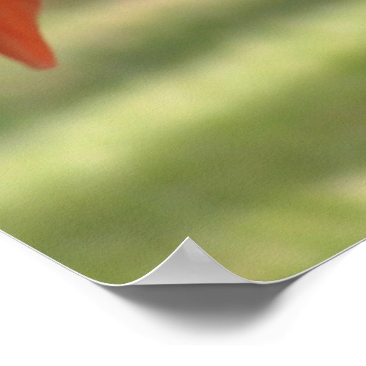 rosa hübsch poster (Ecke)