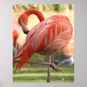 rosa hübsch poster (Vorne)