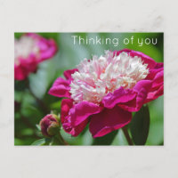 Rosa Hütte Peony Blume Denken Sie an Sie