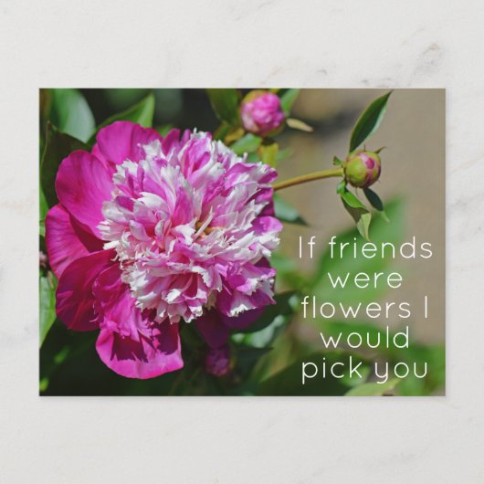 Rosa Hütte Peony Blume Puff Postkarte (Vorderseite)